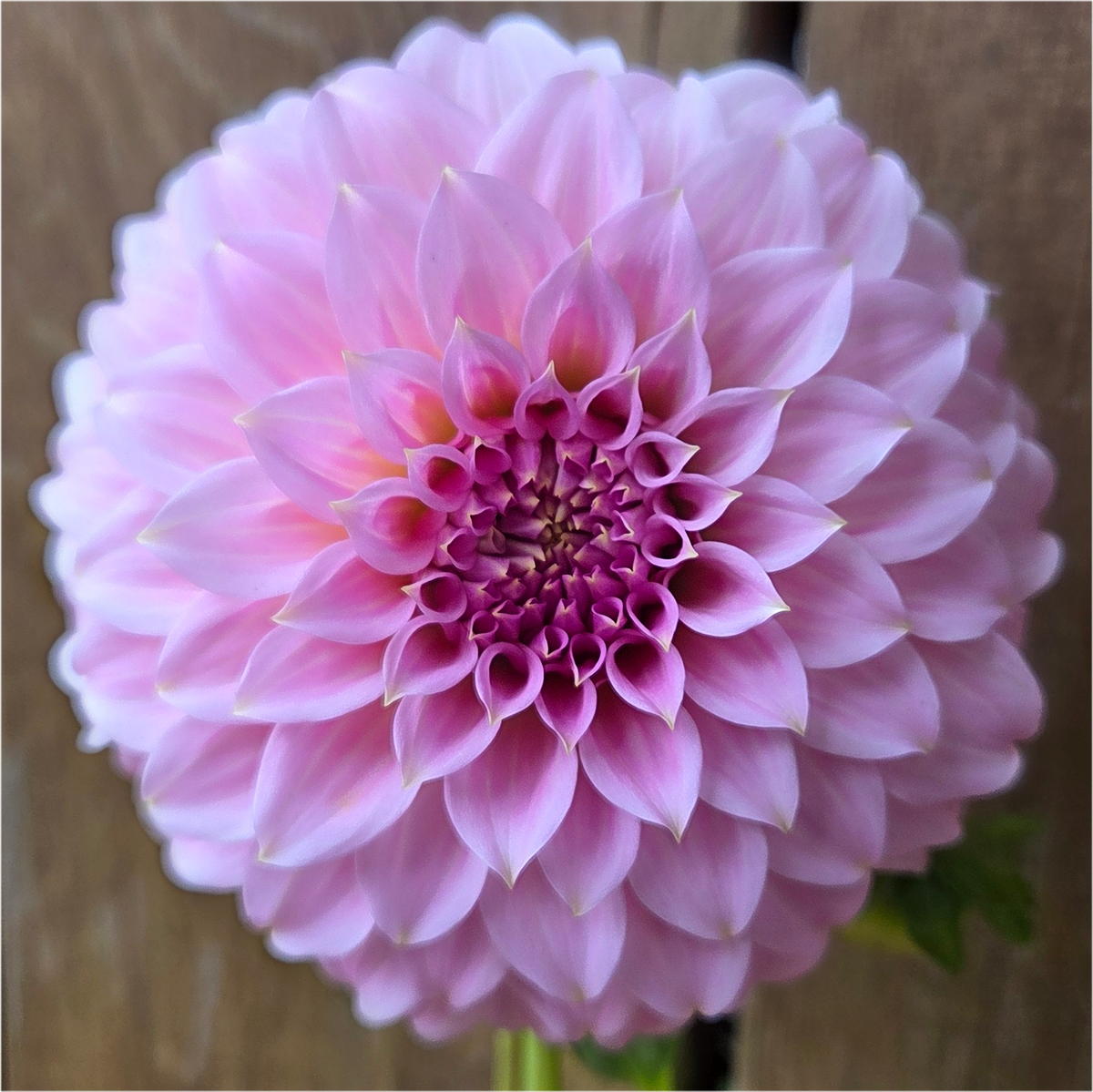 Araluen Leatrice