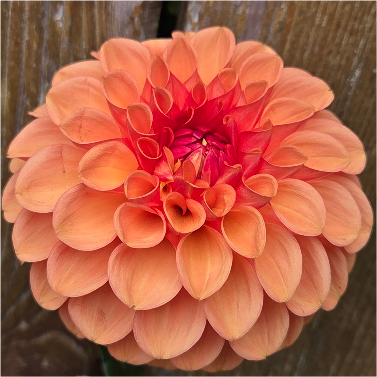 Florelie Angostura