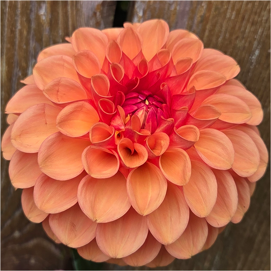 Florelie Angostura